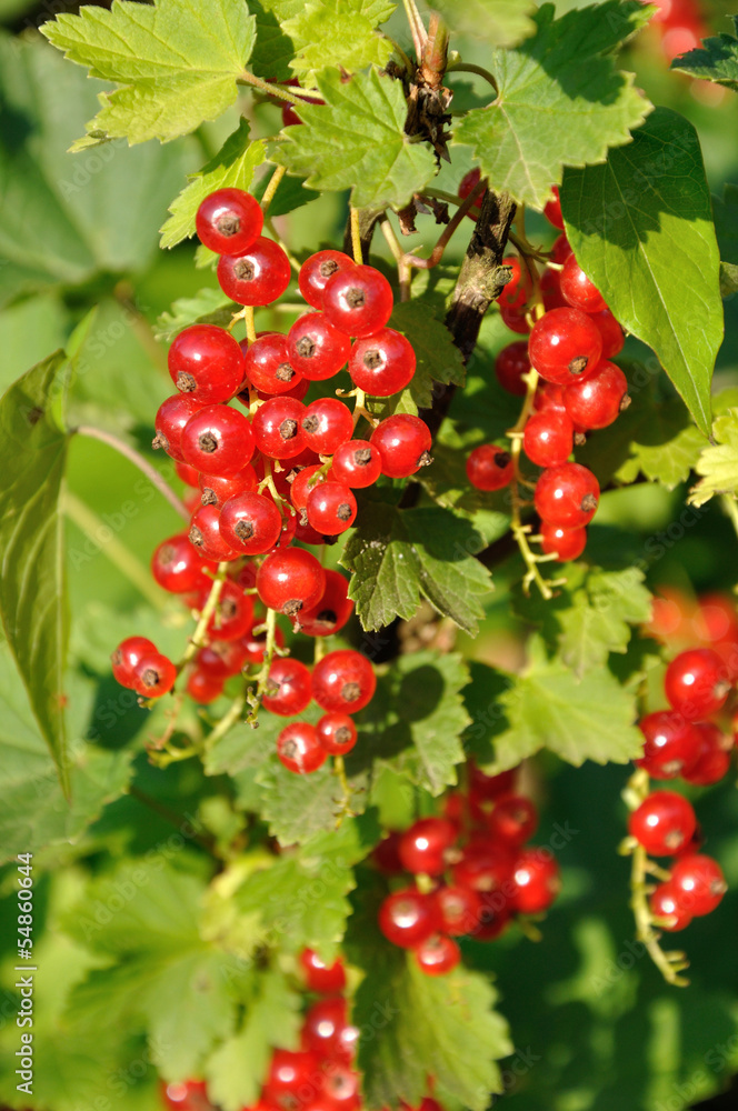 Branch of of ripe redcurrant growing lit with sunlight Branch of of ripe redcurrant growing lit with sunlight