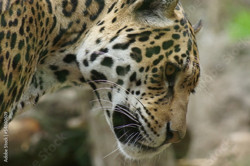 Jaguar - Panthera onca