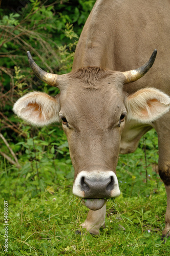 Brown cow with long horns feeding with tongue out