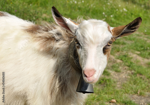 goatling with bell on the neck