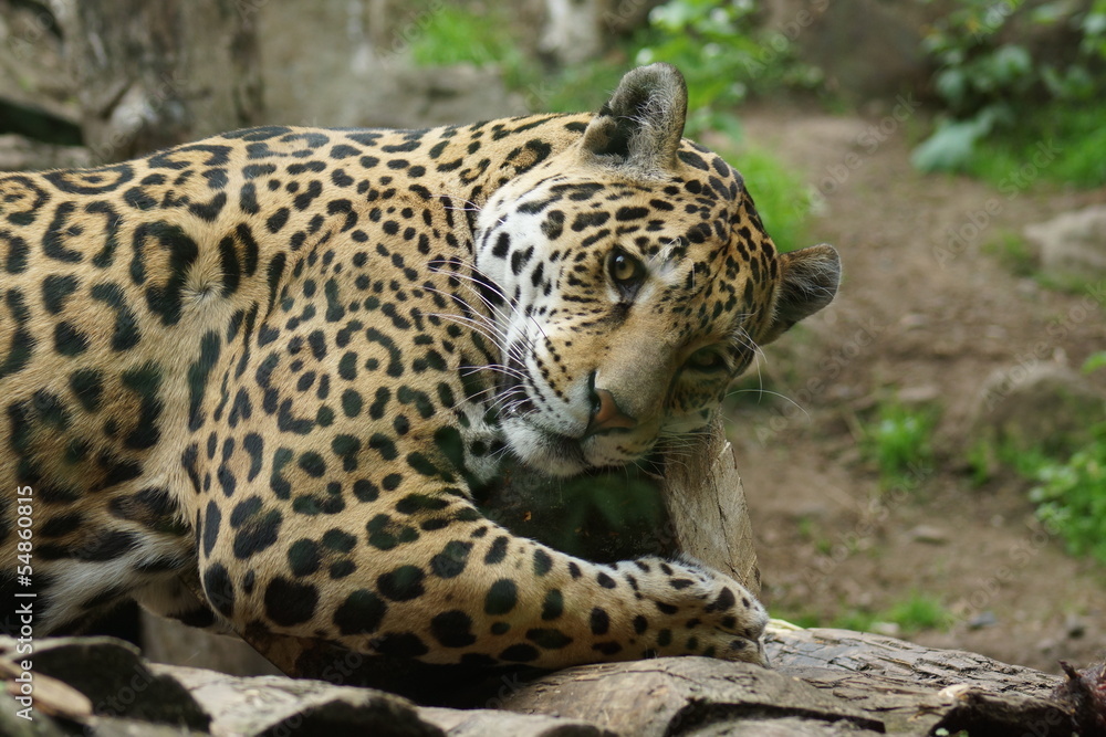 Jaguar - Panthera onca Jaguar - Panthera onca