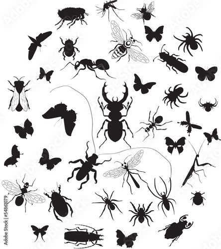 Set of insects