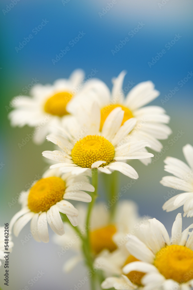 Beautiful wild camomiles, outdoors Beautiful wild camomiles, outdoors