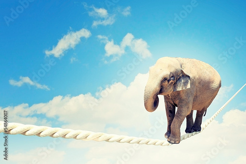 Elephant walking on rope