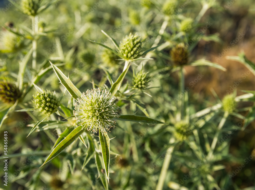 Closeup of flowering Field eryngo Closeup of flowering Field eryngo