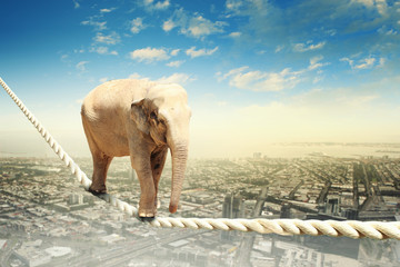 Sierkussen Foto van de dag Olifant balanceert op gespannen koord  © Sergey Nivens