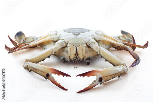 How to buying  fresh blue crabs