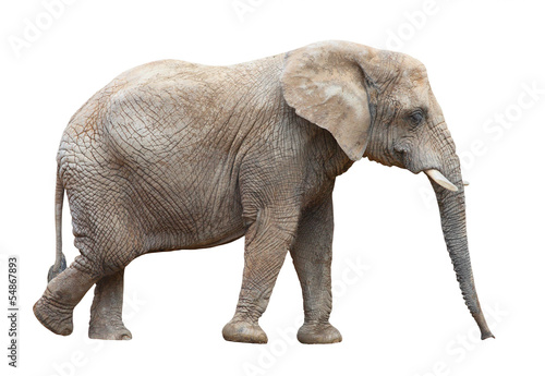 African elephant   Loxodonta africana  female.