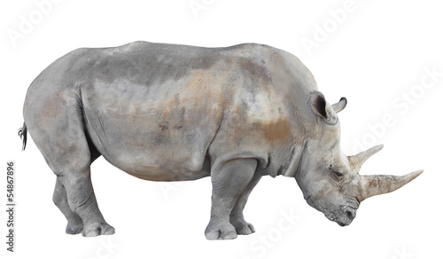 The Northern White Rhinoceros (Ceratotherium simum cottoni).