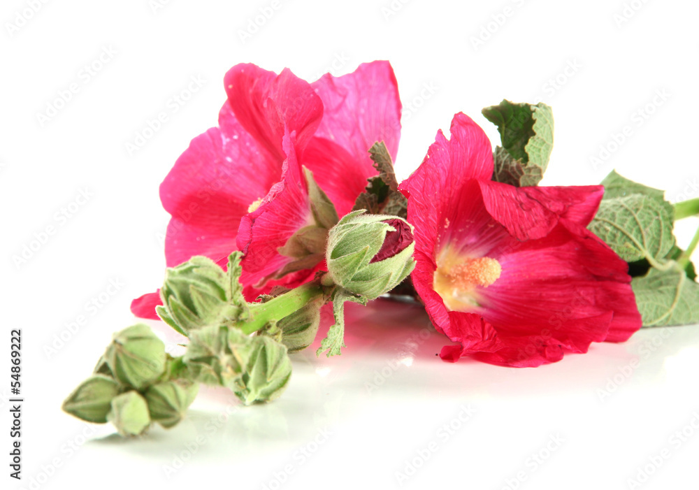 Pink mallow flowers, isolated on white Pink mallow flowers, isolated on white