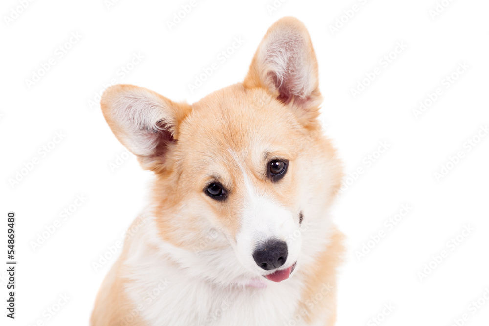 Pembroke Welsh Corgi puppy isolated on a white background Pembroke Welsh Corgi puppy isolated on a white background
