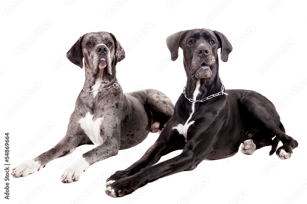 Two great Dane dogs on front of a white background - obrazy, fototapety, plakaty 