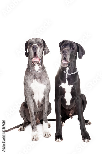Two great Dane dogs on front of a white background