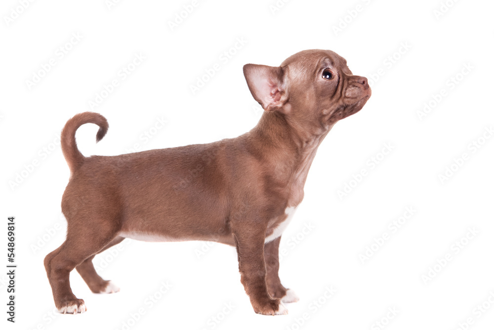 Chocolate Chihuahua puppy the age of 1 month isolated on white