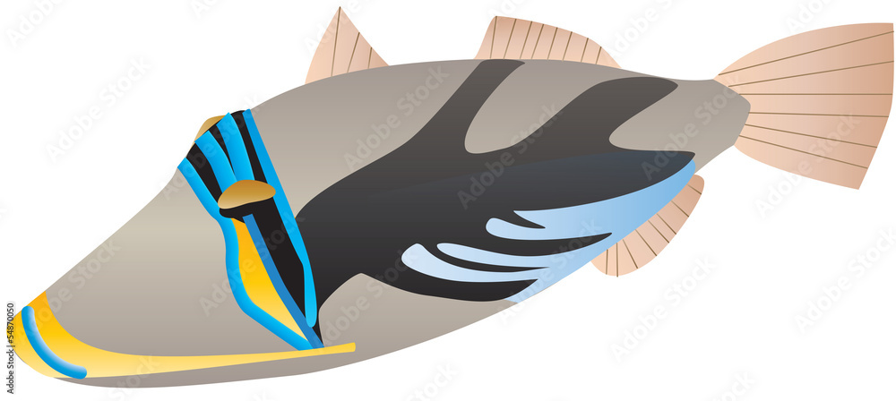A Picasso Trigger Fish (Rhinecanthus aculeatus) isolated A Picasso Trigger Fish (Rhinecanthus aculeatus) isolated