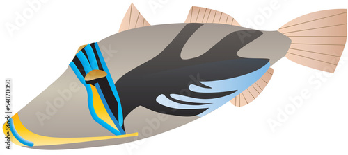A Picasso Trigger Fish (Rhinecanthus aculeatus) isolated