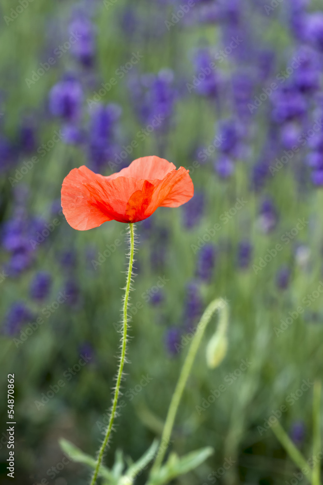 Fototapeta premium Wild Red Poppy