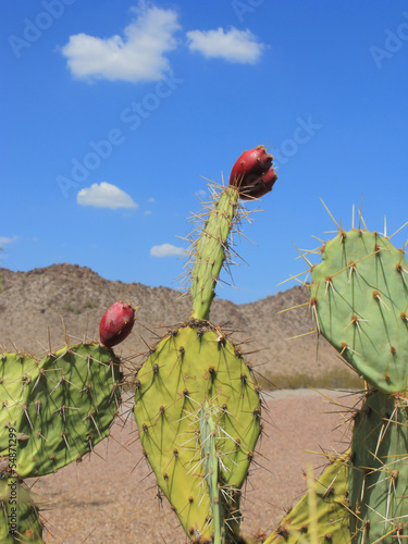 Prickly Pear Cactus Fruits photo