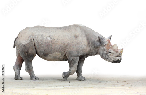 The Black Rhinoceros   Diceros bicornis .