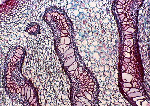Cell Gene Microscopic Series