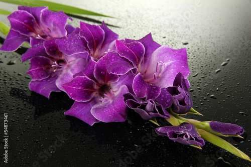 Fototapeta Naklejka Na Ścianę i Meble -  Beautiful gladiolus flower on black background