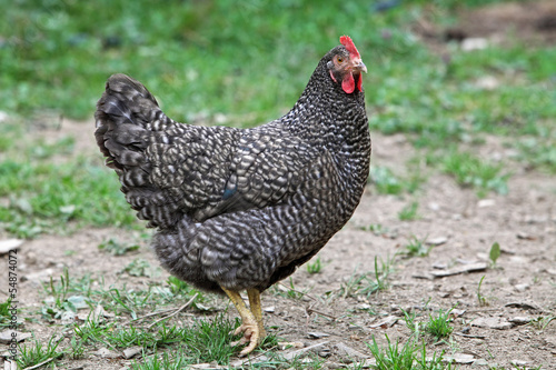 Hen in nature - farm