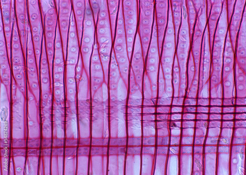 Cell Gene Microscopic Series photo