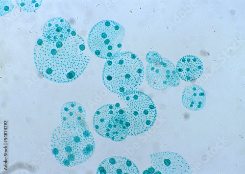 Cell Gene Microscopic Series