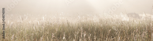 Grass field with spider webs