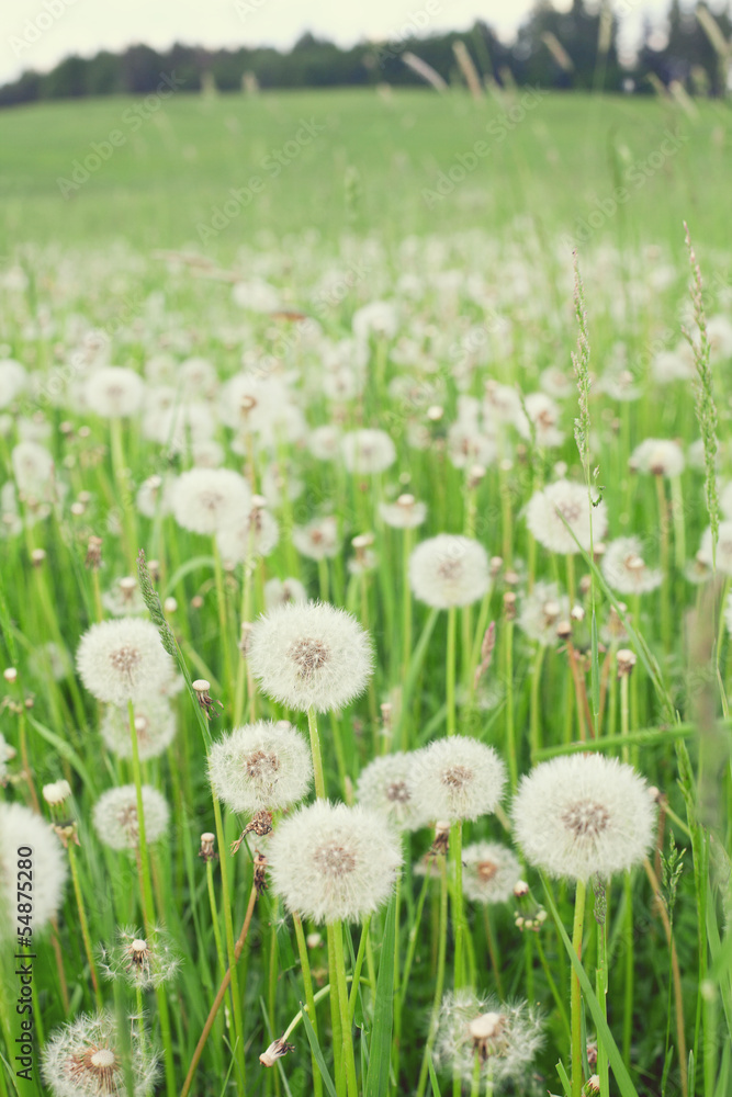 white dandelions on field
