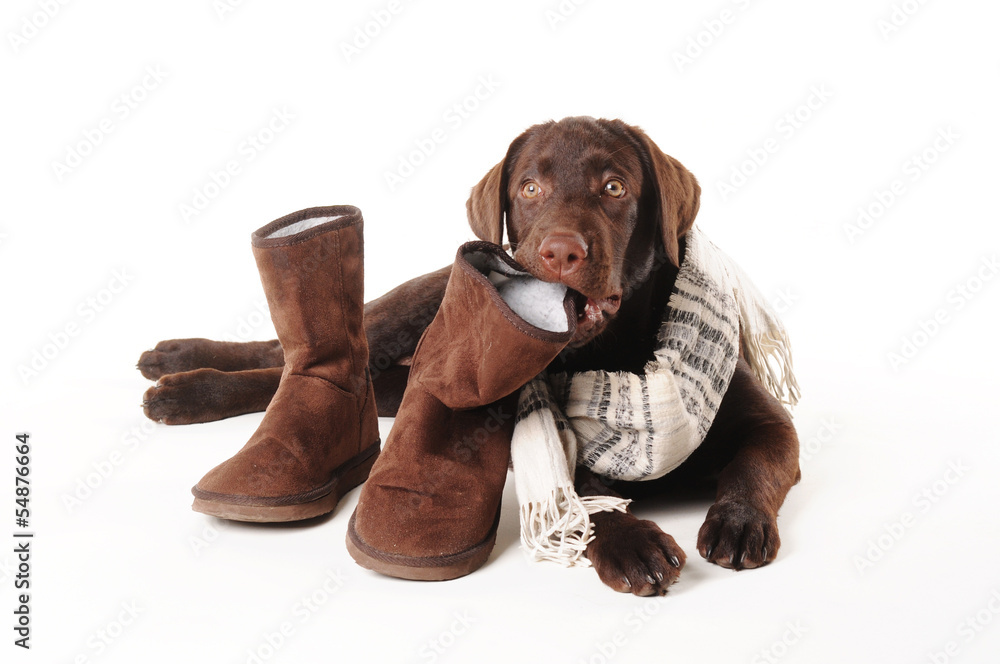 labrador boots