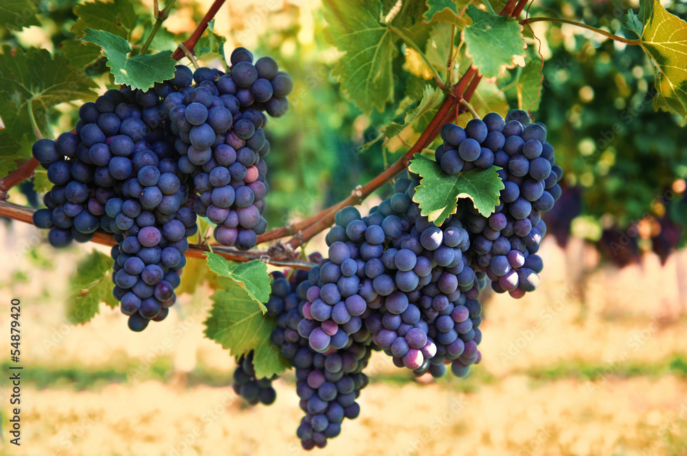 purple red grapes with green leaves on the vine