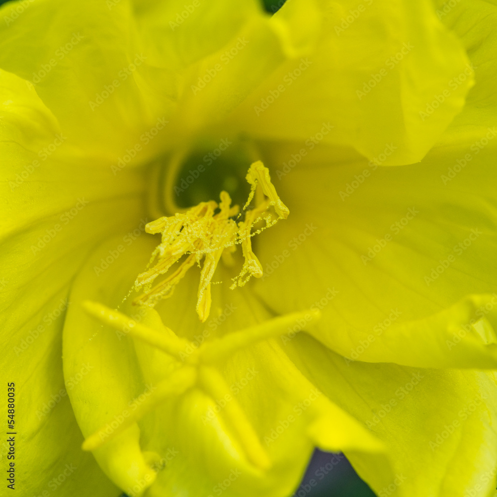 Fototapeta premium Evening Primrose