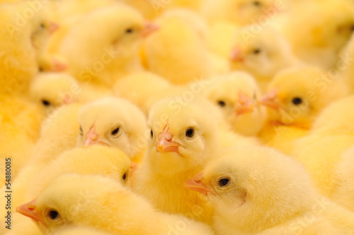 Vászonkép Group of Baby Chicks