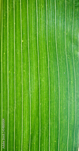 corn leaf background