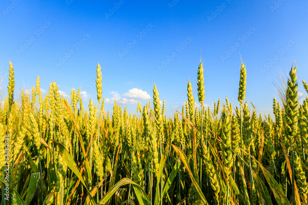 Obraz premium agricultural field