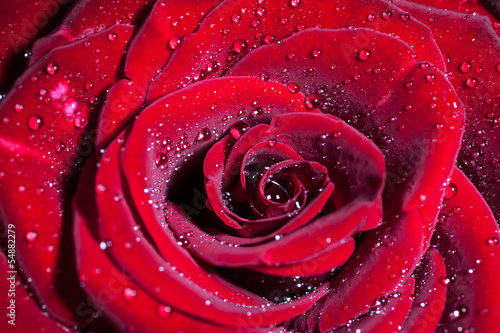 Red rose with water drops. Shallow depth of field.