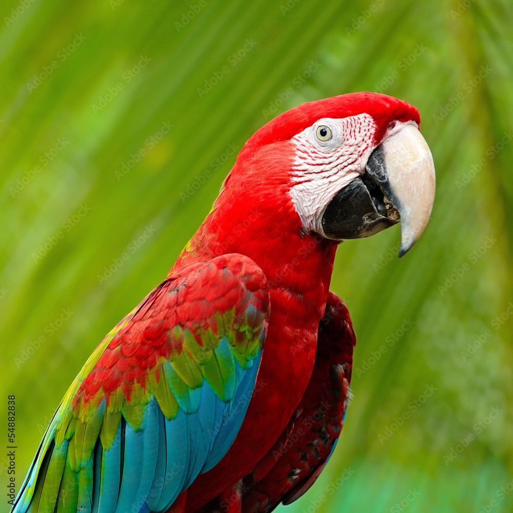 Greenwinged Macaw