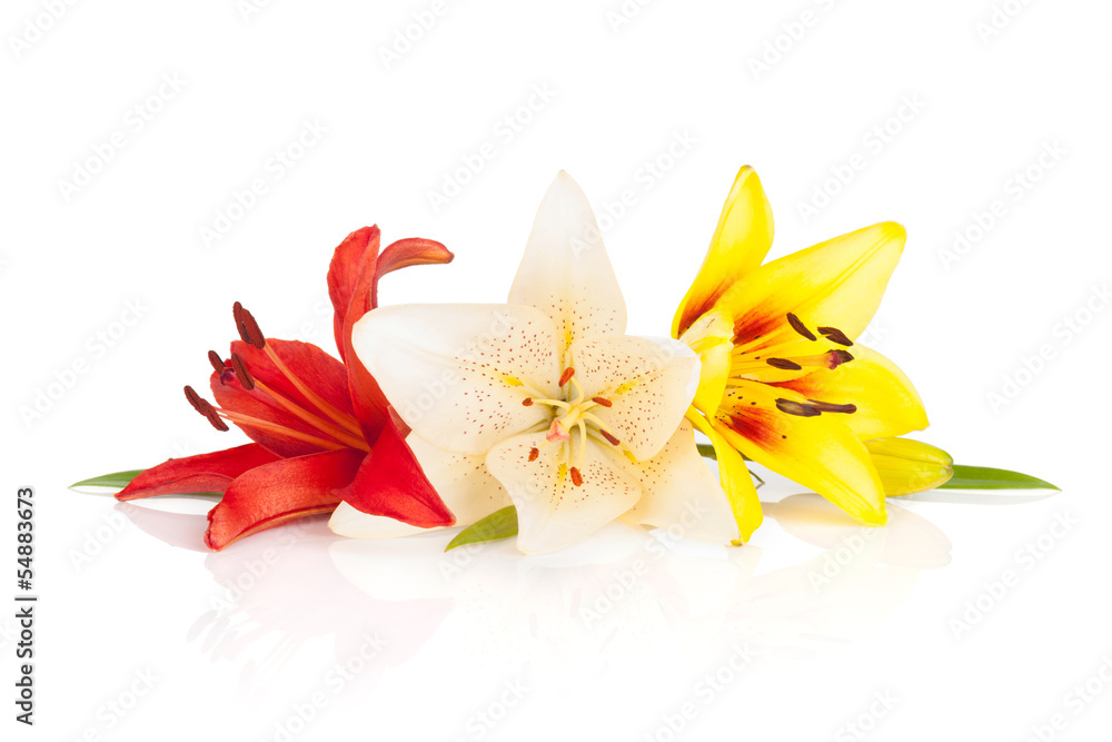 Colorful lily flowers