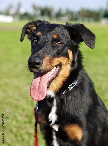 Beauceron   Australian Shepherd Dog Portrait the Park