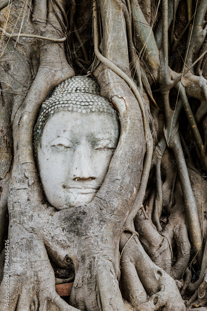 Buddha head in a tree trunk, Wat Mahathat