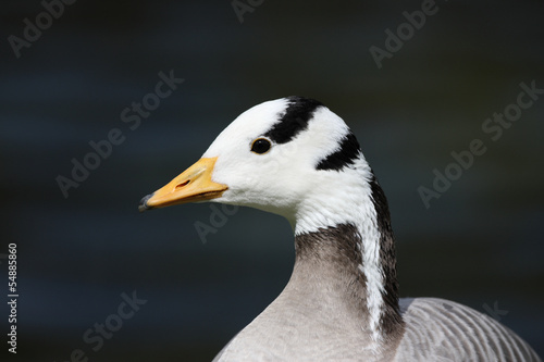 Bar-headed goose, Anser indicus © Erni