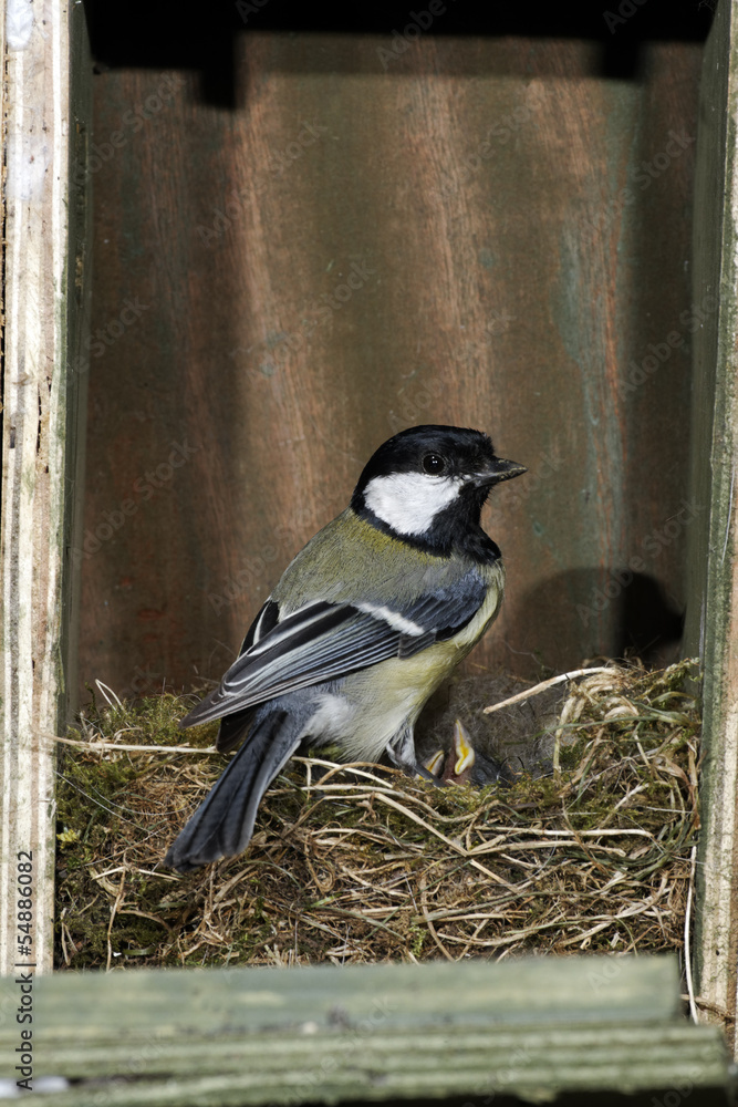 Fototapeta premium Great tit, Parus major, in nest box feeding young