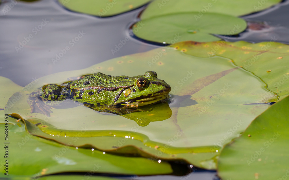 Common Frog (Rana temporaria) Common Frog (Rana temporaria)