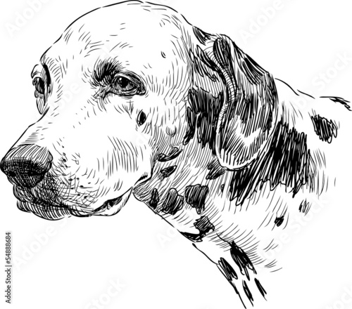 portrait of dalmatian
