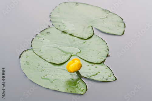 Obraz na plátně nuphar lutea