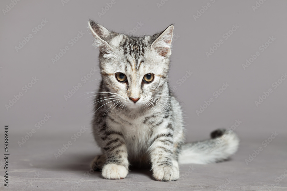Cute tabby kitten. Studio shot against grey.