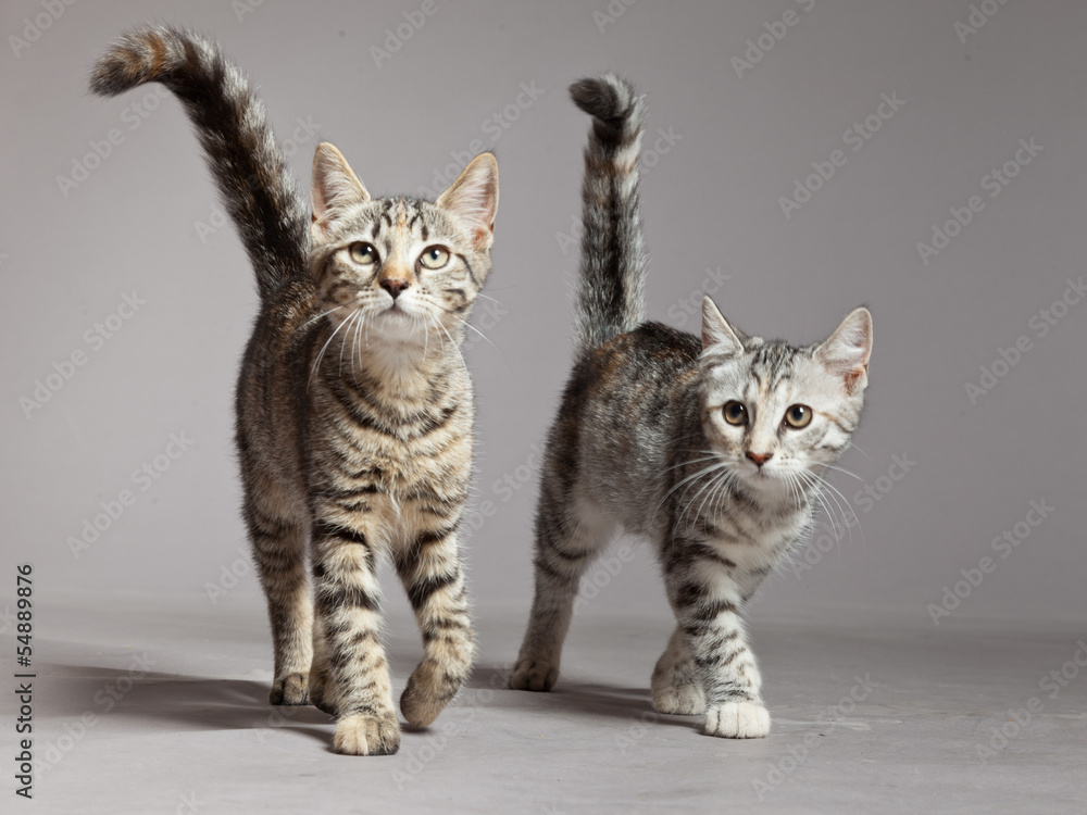 Obraz premium Two cute tabby kittens walking towards camera. Studio shot again