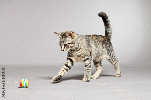 Fototapeta Naklejka Na Ścianę i Meble -  Tabby kitten playing with little ball. Studio shot against grey.