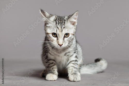 Cute tabby kitten. Studio shot against grey.